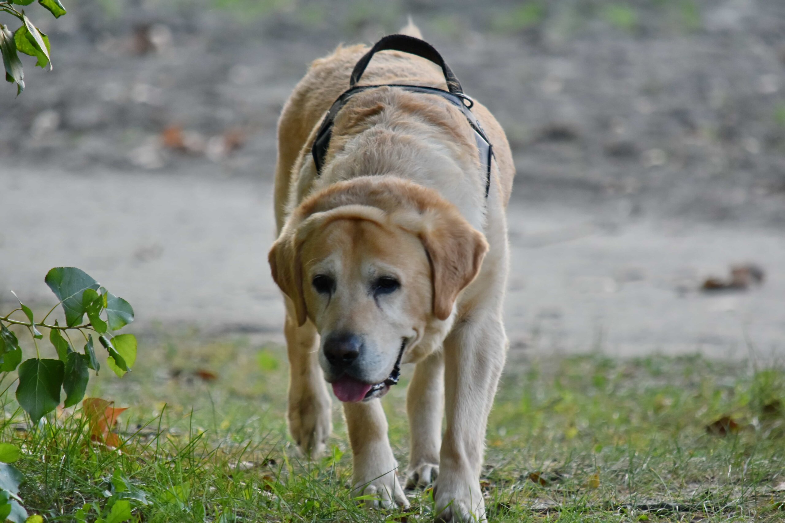Dog laws reviewed Cambridge News