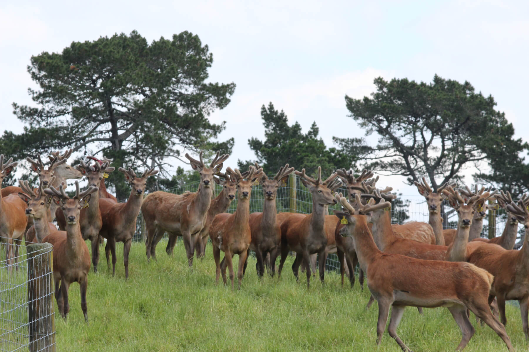 Deerly beloved Cambridge News