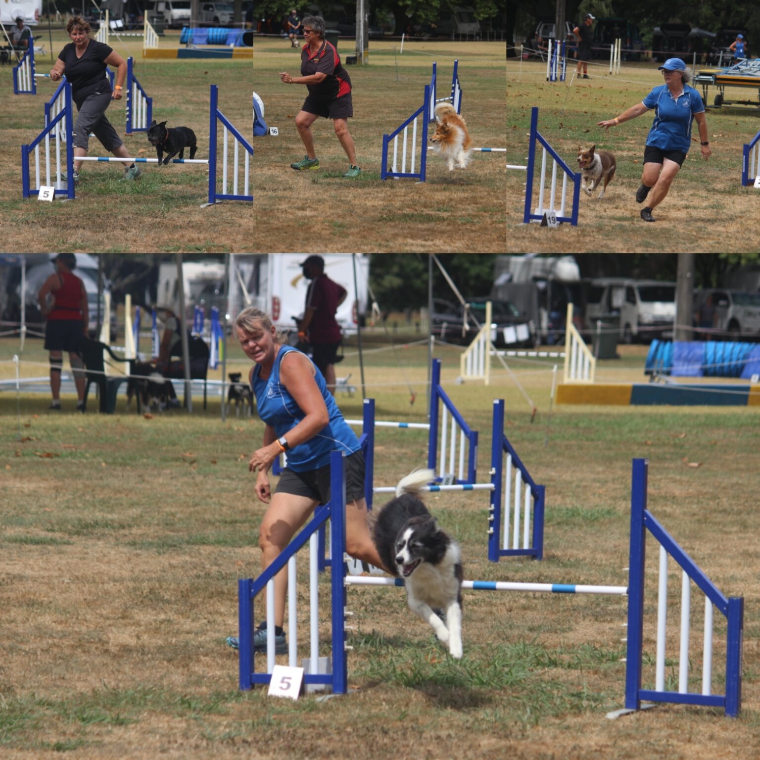 Gone to the Dogs Cambridge News